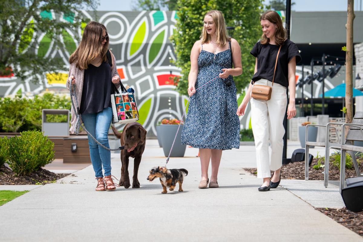 Ashford Lane Three Women and Dogs Walking