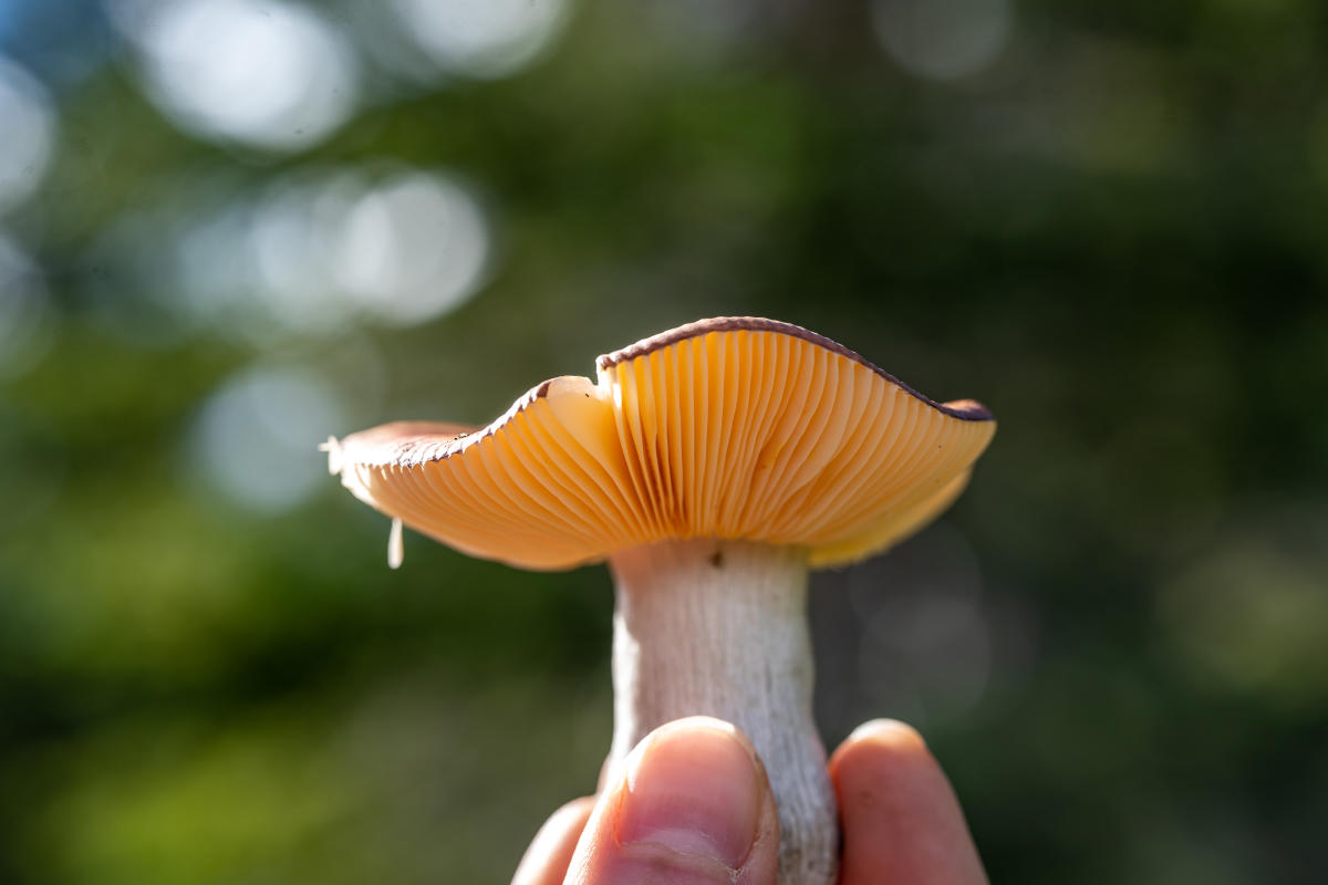 Wild Mushrooms in the San Juan National Forest During Summer
