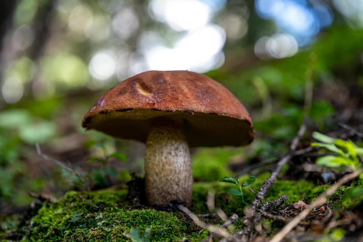 Wild Mushrooms in the San Juan National Forest During Summer