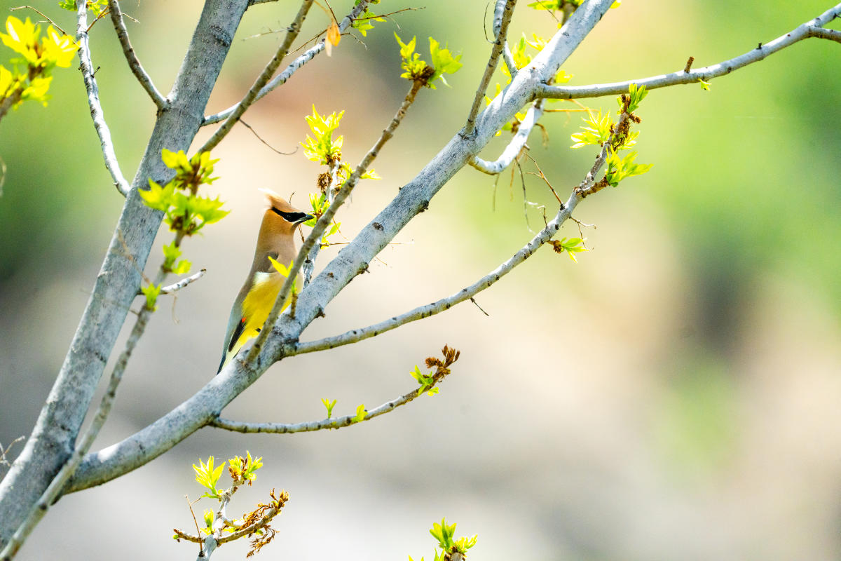 A Cedar Waxing perched on a tree during spring.