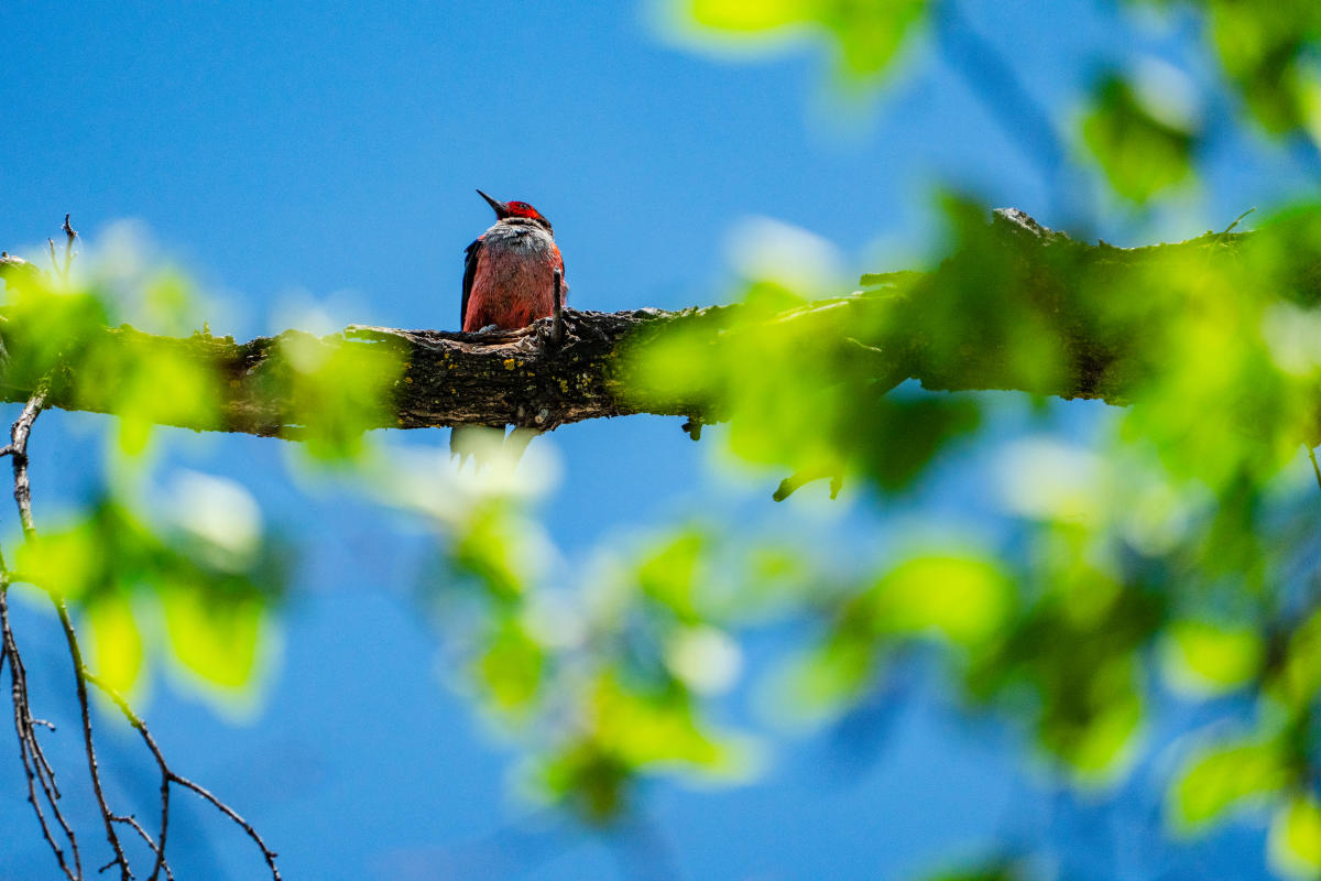A Lewis Woodpecker perched on a tree during spring.