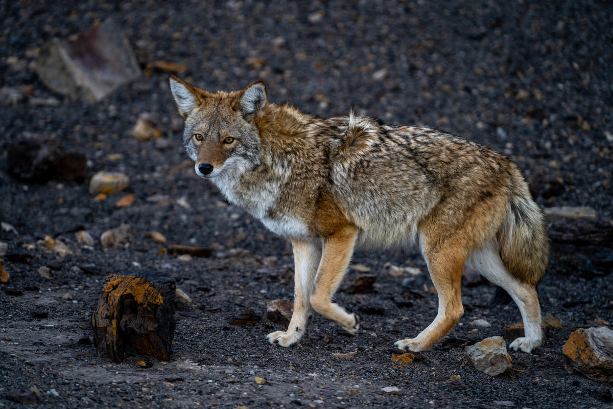 Coyote in Mesa Verde National Park During Fall