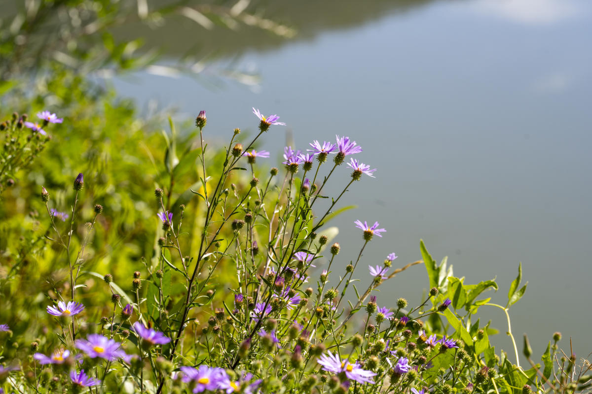 Bigelow's Tansy Aster