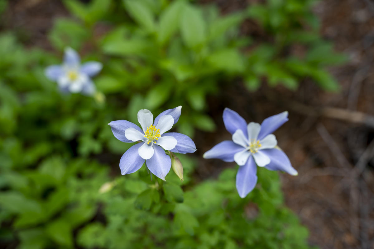 Blue Columbine Flowers, Durango, Colorado