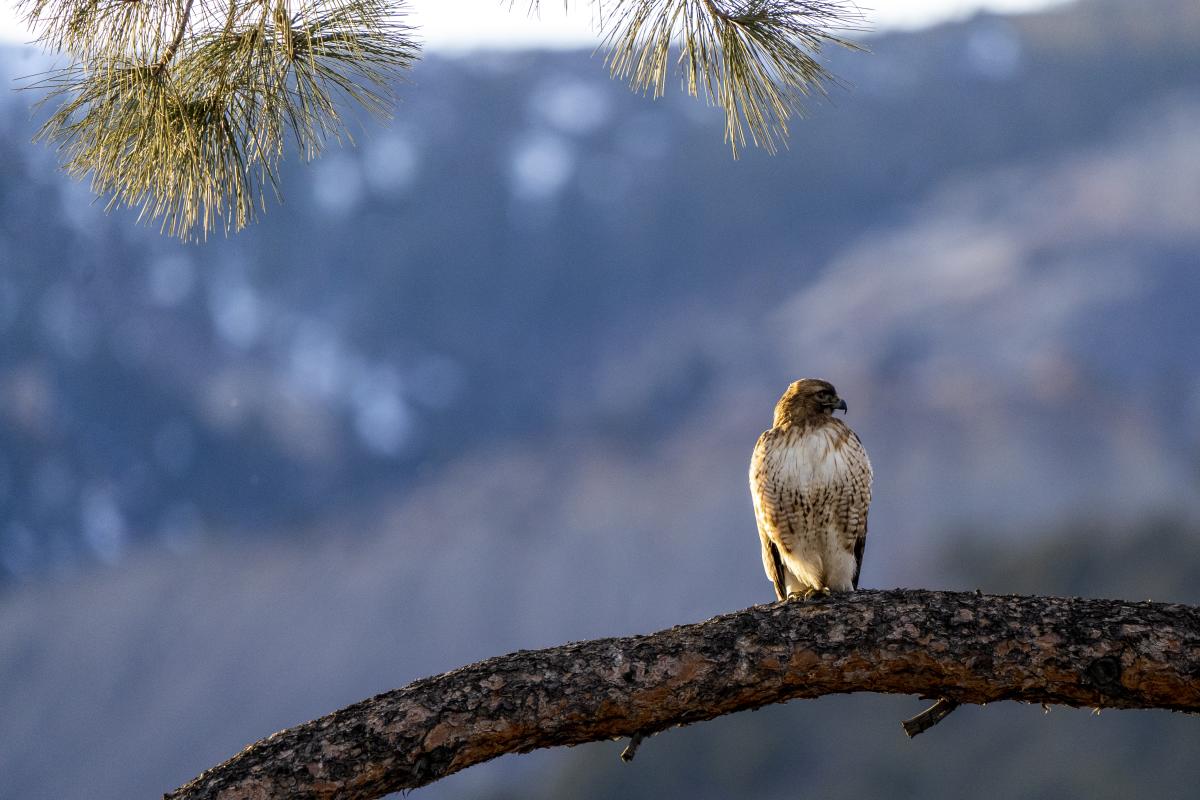 Red Tailed Hawk Around Durango
