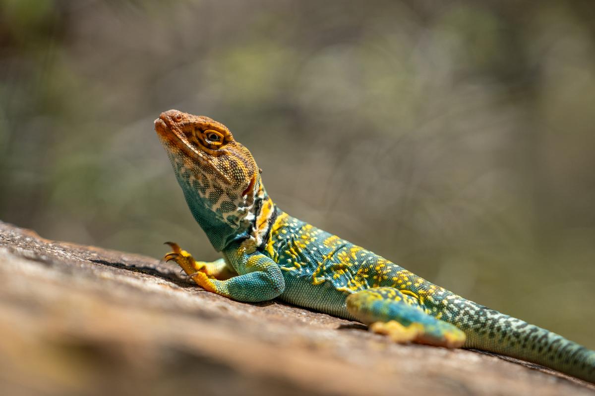 Collared Lizard at Mesa Verde National Park