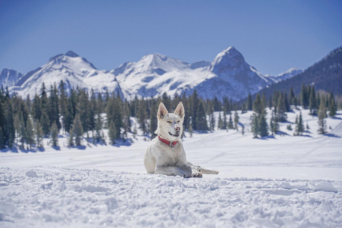 Molas Pass in winter featuring dog