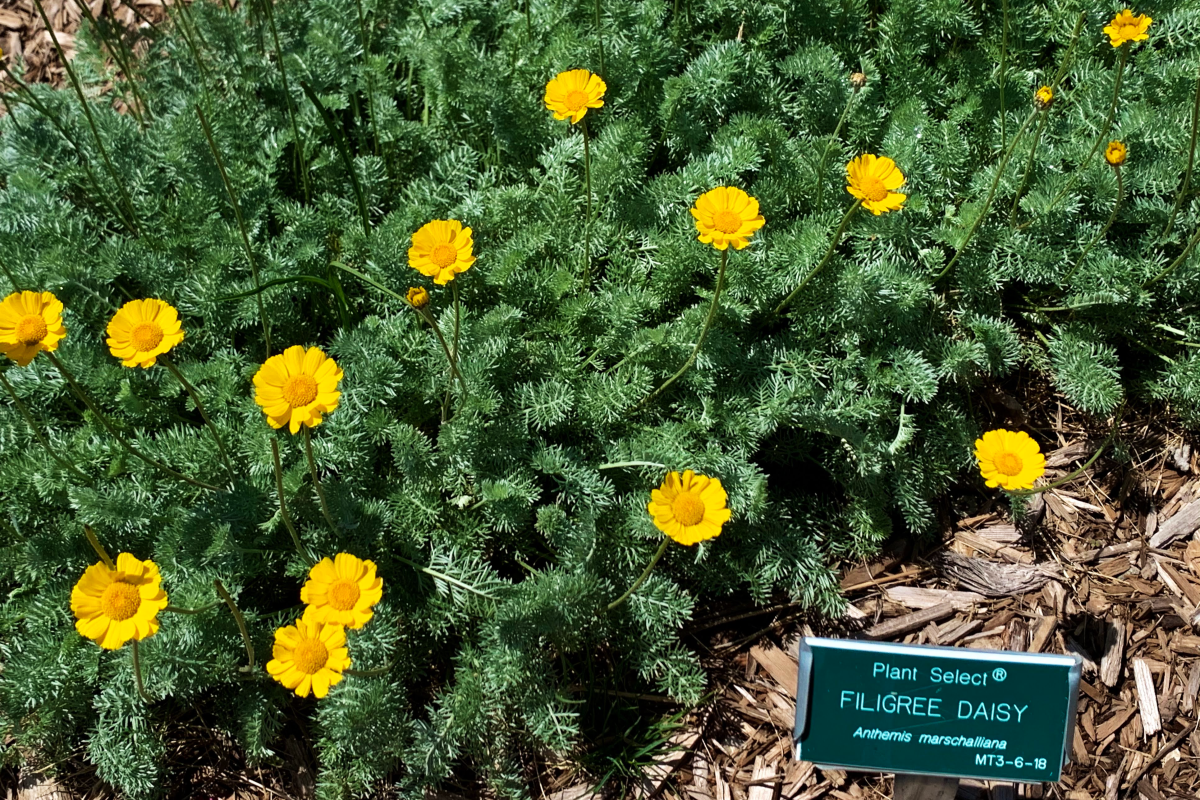 Flowers at the Durango Botanic Gardens