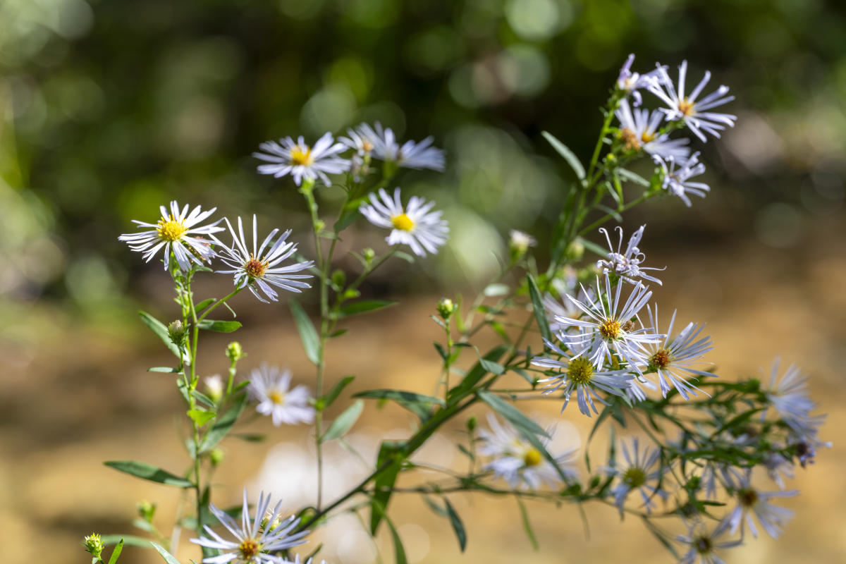 Lanceleaf Aster