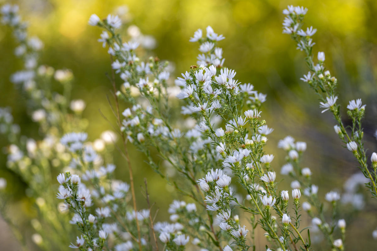 Prairie Aster