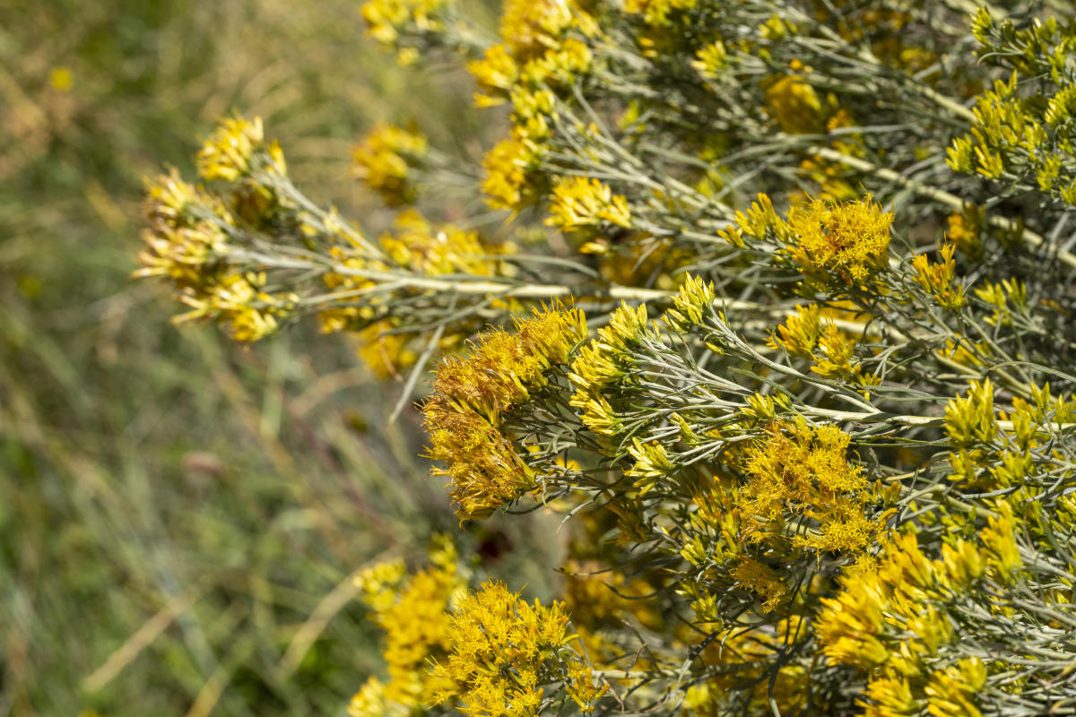 Rabbitbrush