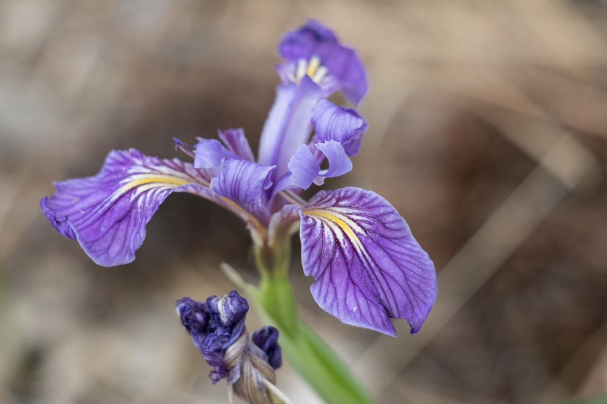 Rocky Mountain Iris Flowers, Durango, Colorado