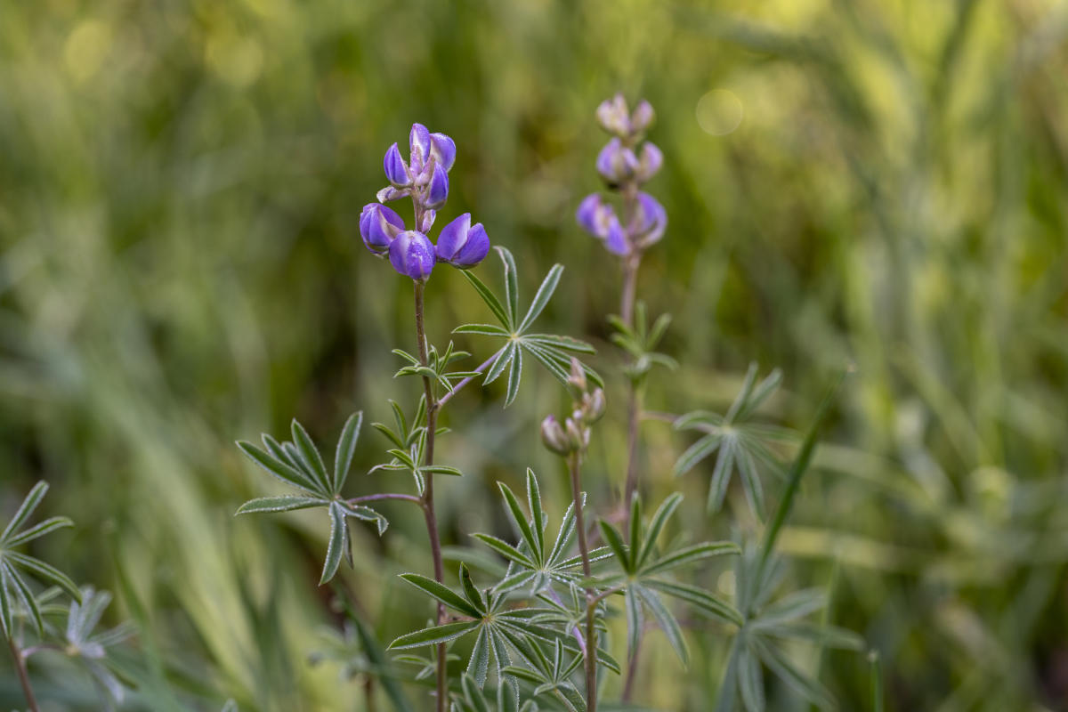 Silvery Lupine