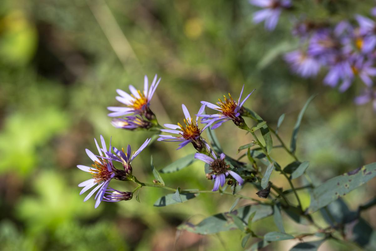 Waxy Golden Aster