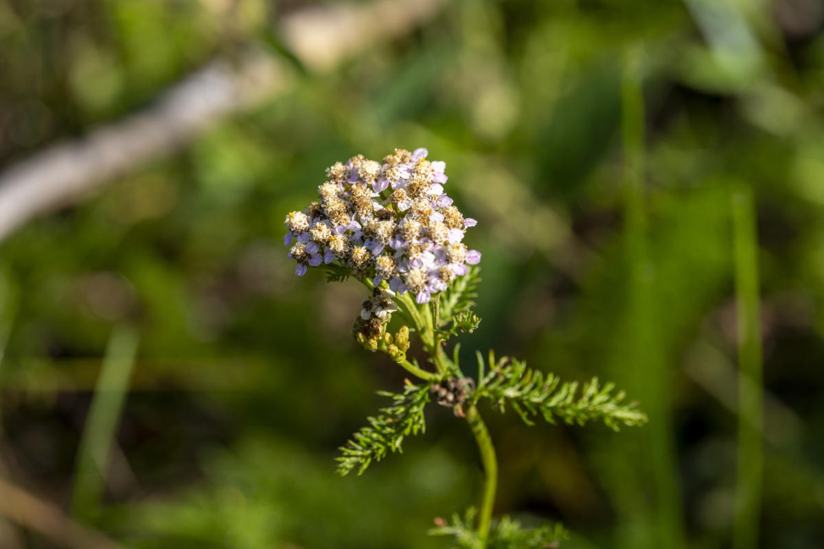 Yarrow