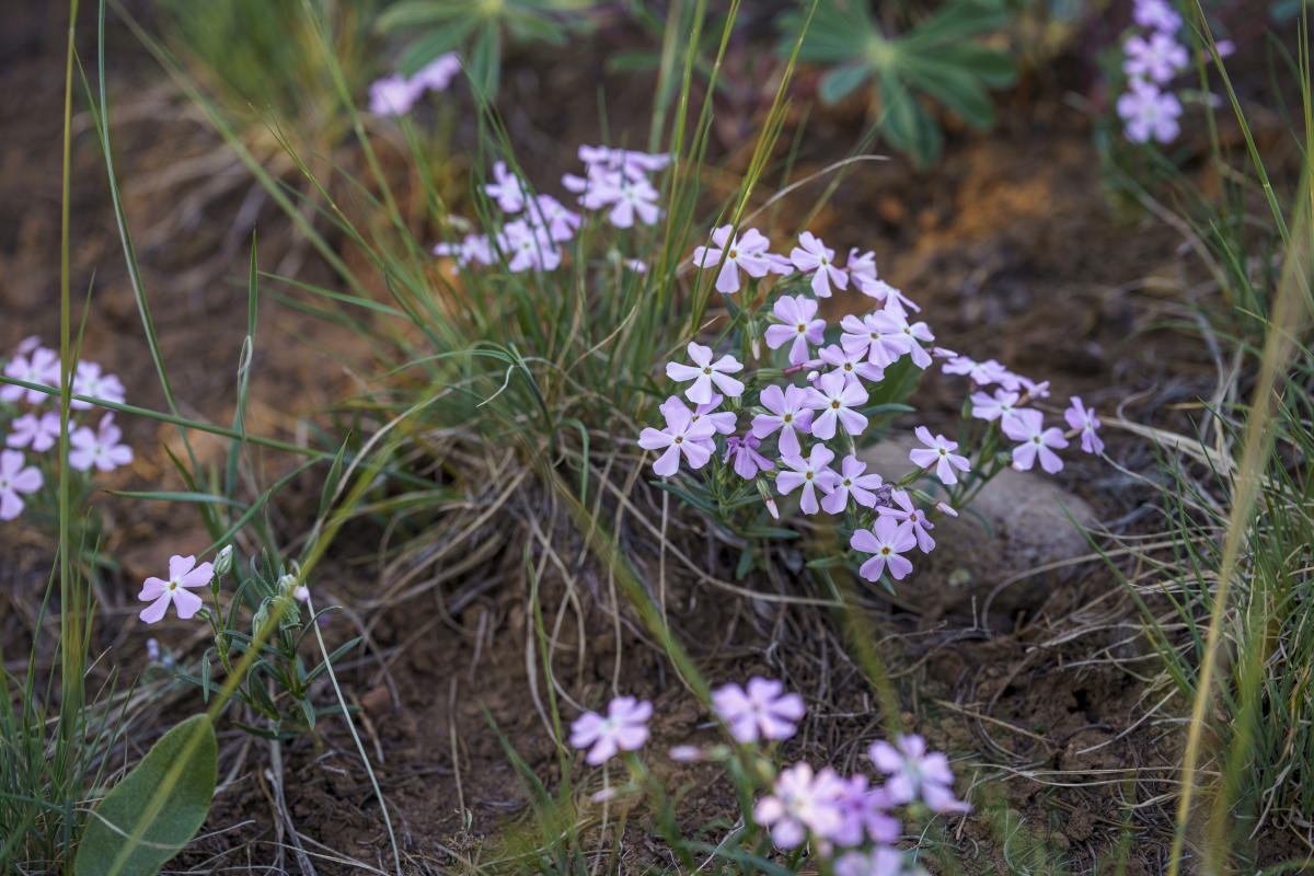 Alpine Phlox in Durango, Colorado