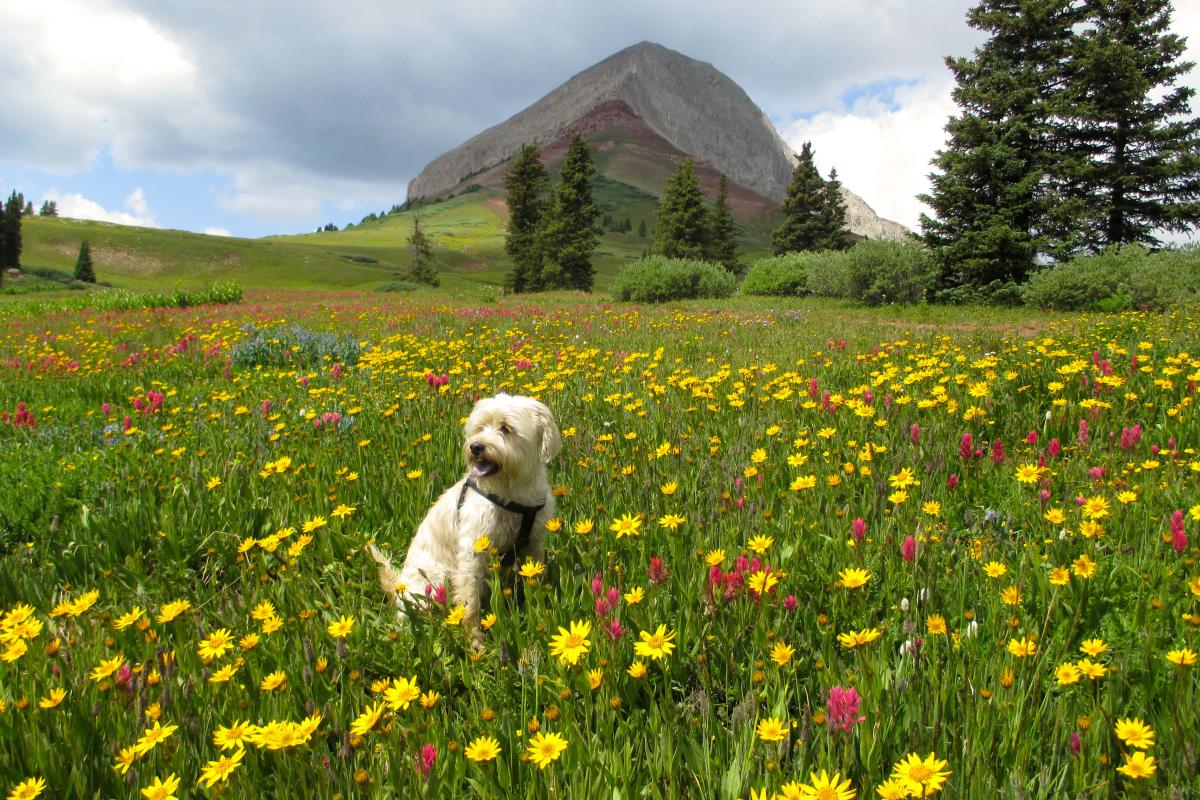 Dog in wildflowers at Engineer Mountain