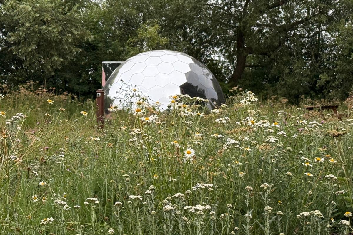 Exterior of the starlight dome through the wildflowers at Acorn Glade