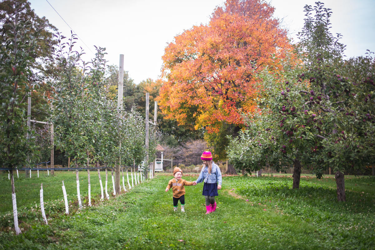 two young kids walking through the apple orchard by a colorful fall tree at Bushel & A Peck