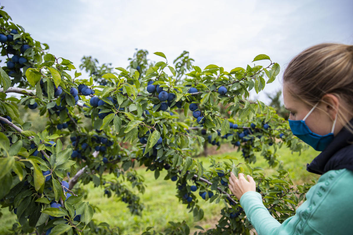 Woman wearing a mask, picking plums at Connell's Family Orchard