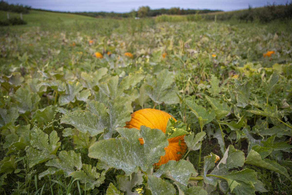 A pumpkin in the patch at Connell's Family Orchard