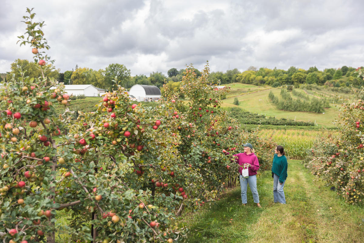 2 girls walking through the apple trees at Connell's Family Orchard