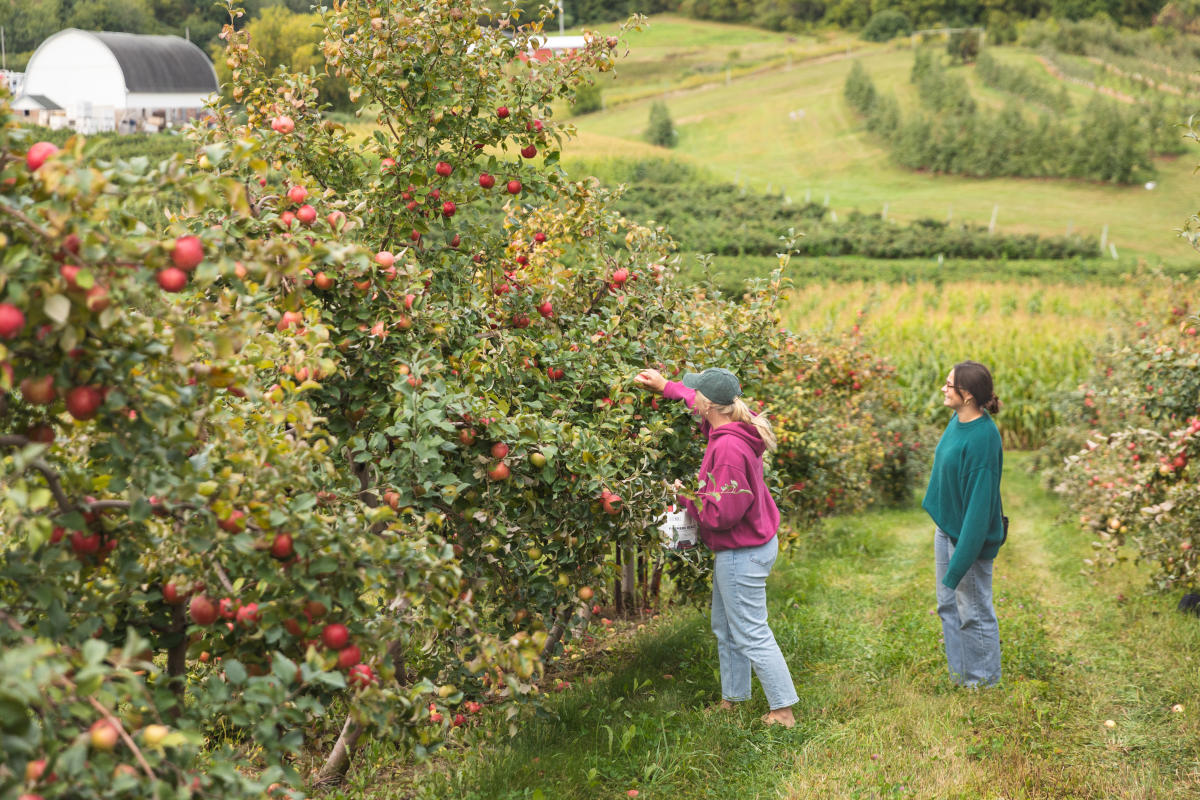 2 girls picking apples in the orchard in the fall at Connell's