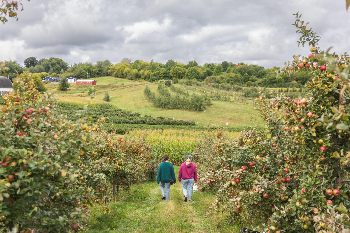 two girls walking through the apple trees at Connell's Family Orchard