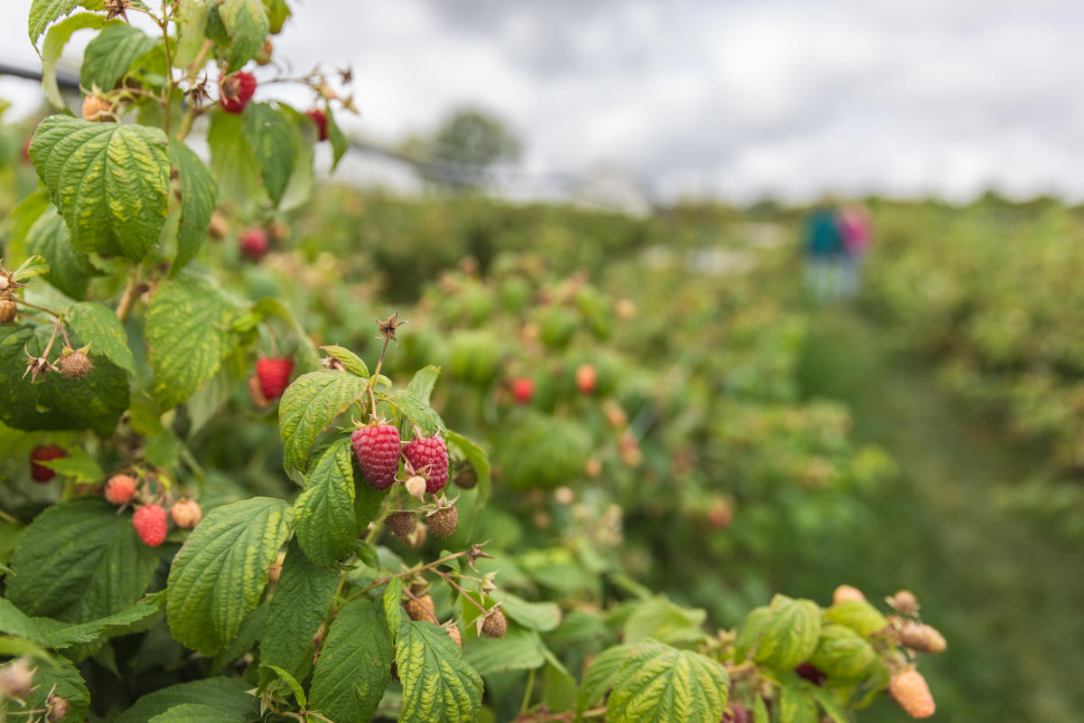 A photo of the raspberry bushes at Connell's Orchard