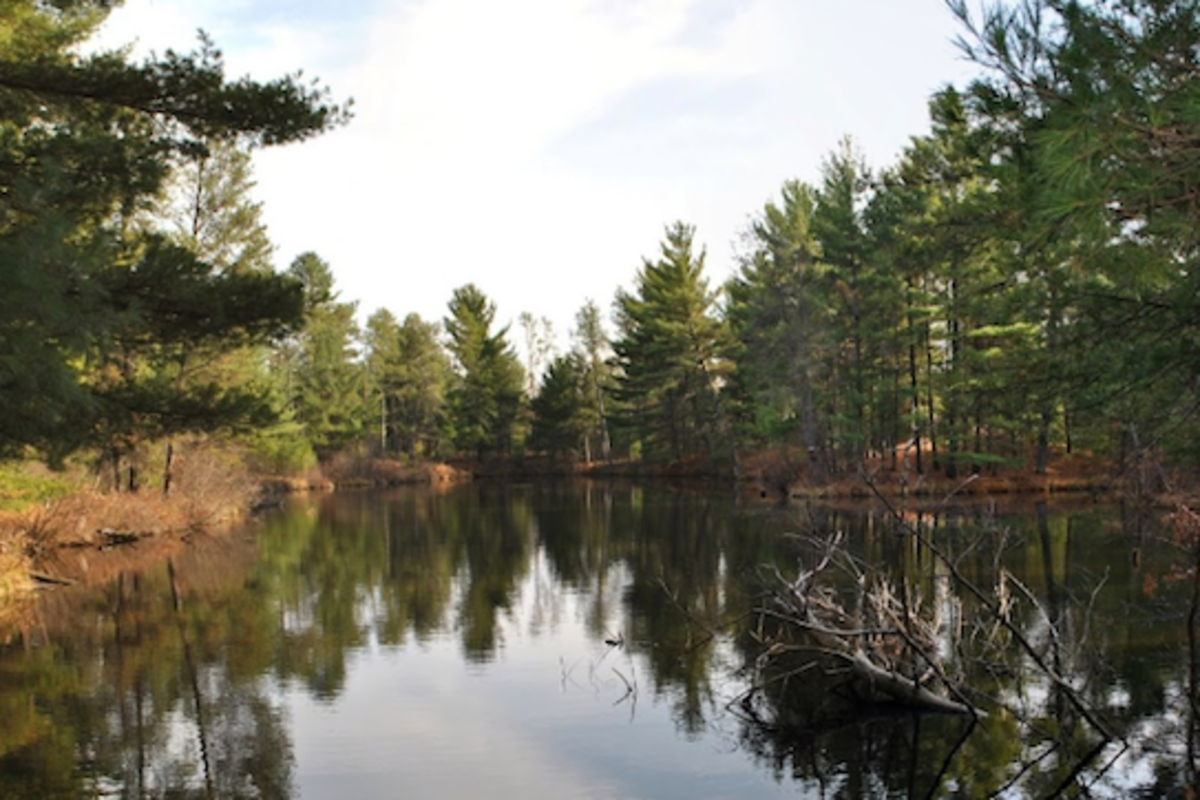 A photo of pine trees reflecting off a pond at Coon Fork County Park in Augusta, WI