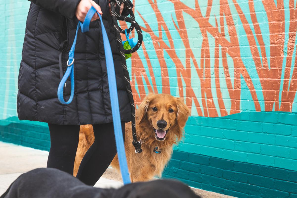 A golden retriever going for a walk in front of the Sanctuary mural in downtown Eau Claire