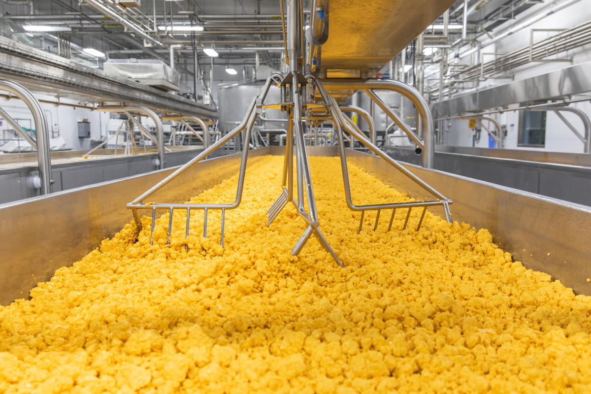 a photo inside the factory making cheese curds at Ellsworth Cooperative Creamery