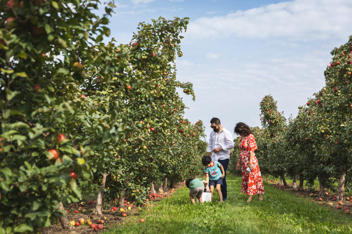 A young family of four picking apples at Fergusons Orchards in Eau Claire