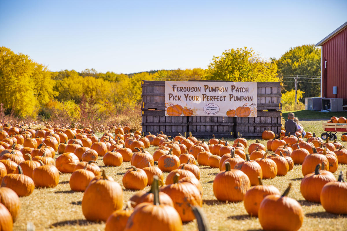 Pumpkins at Fergusons Orchards