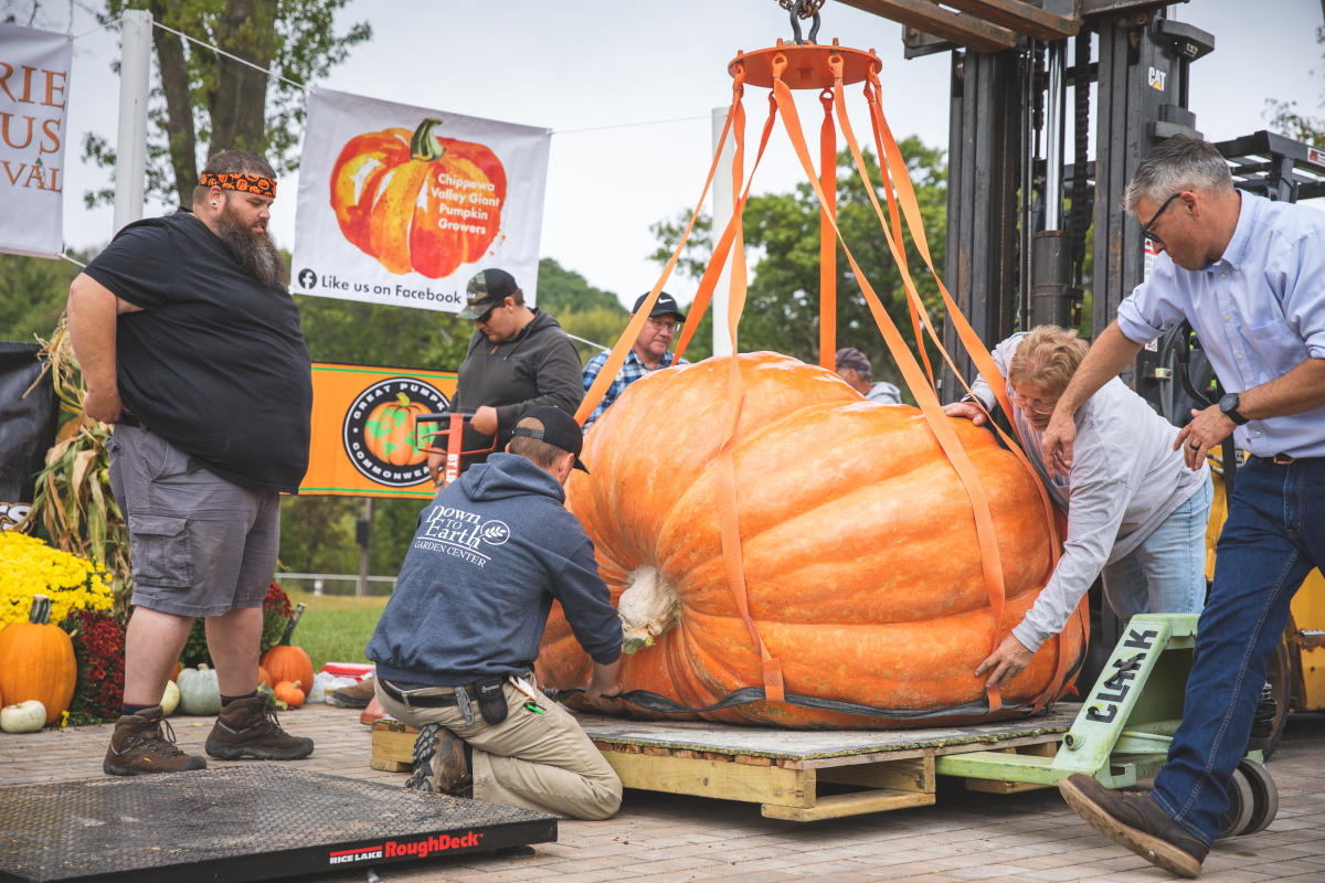 A group of men weighing a giant pumpkin