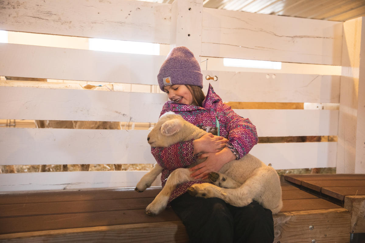 A young girl holding a baby lamb at Govin's lambing barn event in Menomonie, WI
