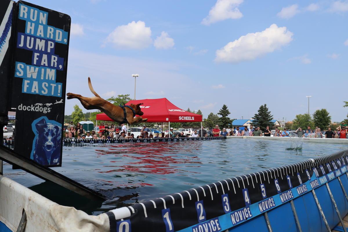A dog jumping off a dock into a pool at the DockDogs Scheels Series event during the Scheels Hunting Expo