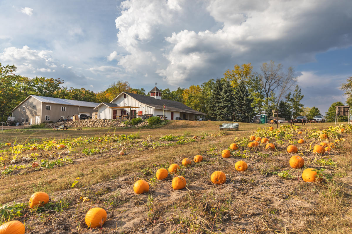 a field of pumpkins next to a big white Barn at Leffel Roots
