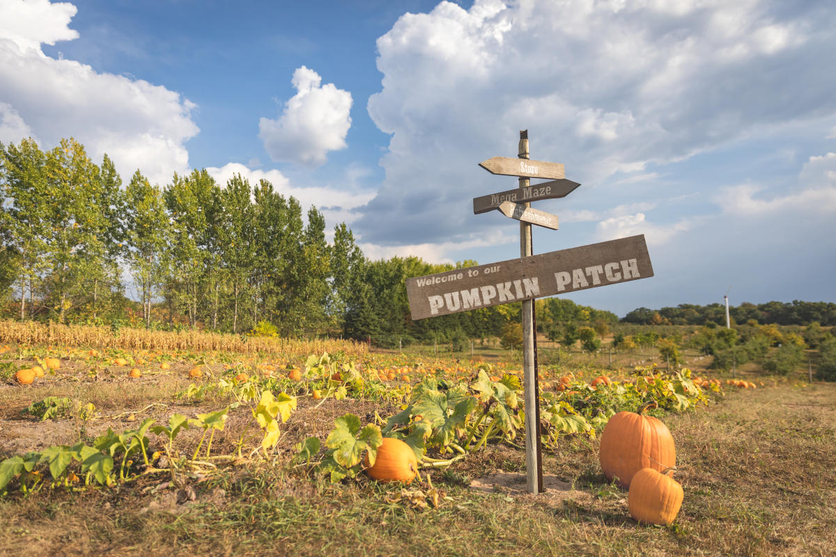 a field of pumpkins next to a wood sign that says "Welcome to our Pumpkin Patch" on a fall day at leffel roots