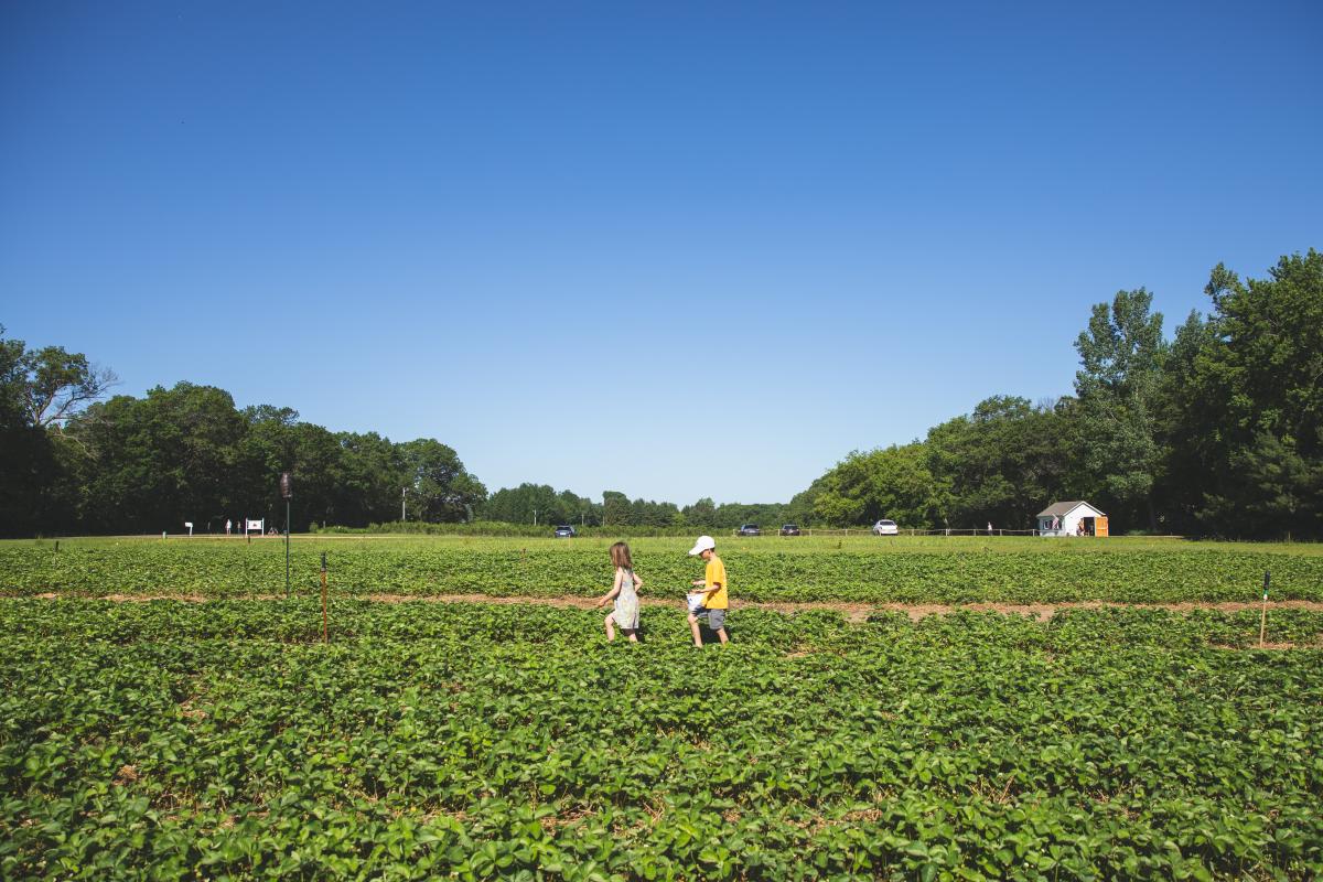 Two kids walking through the strawberry fields at Little Berry Farm