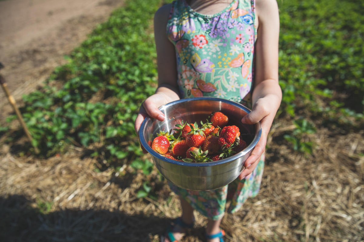 A girl holding a bowl of strawberries at Little Berry Farm
