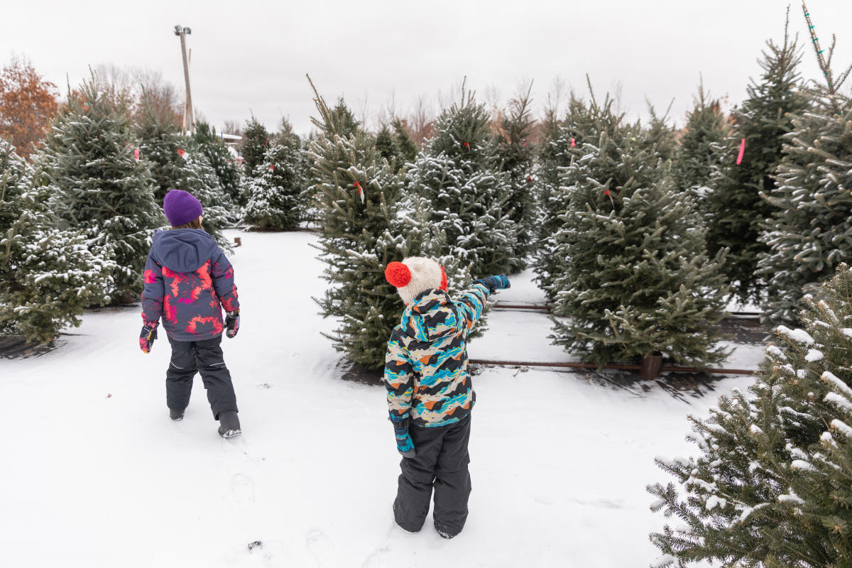 Two young children wandering through rows of trees