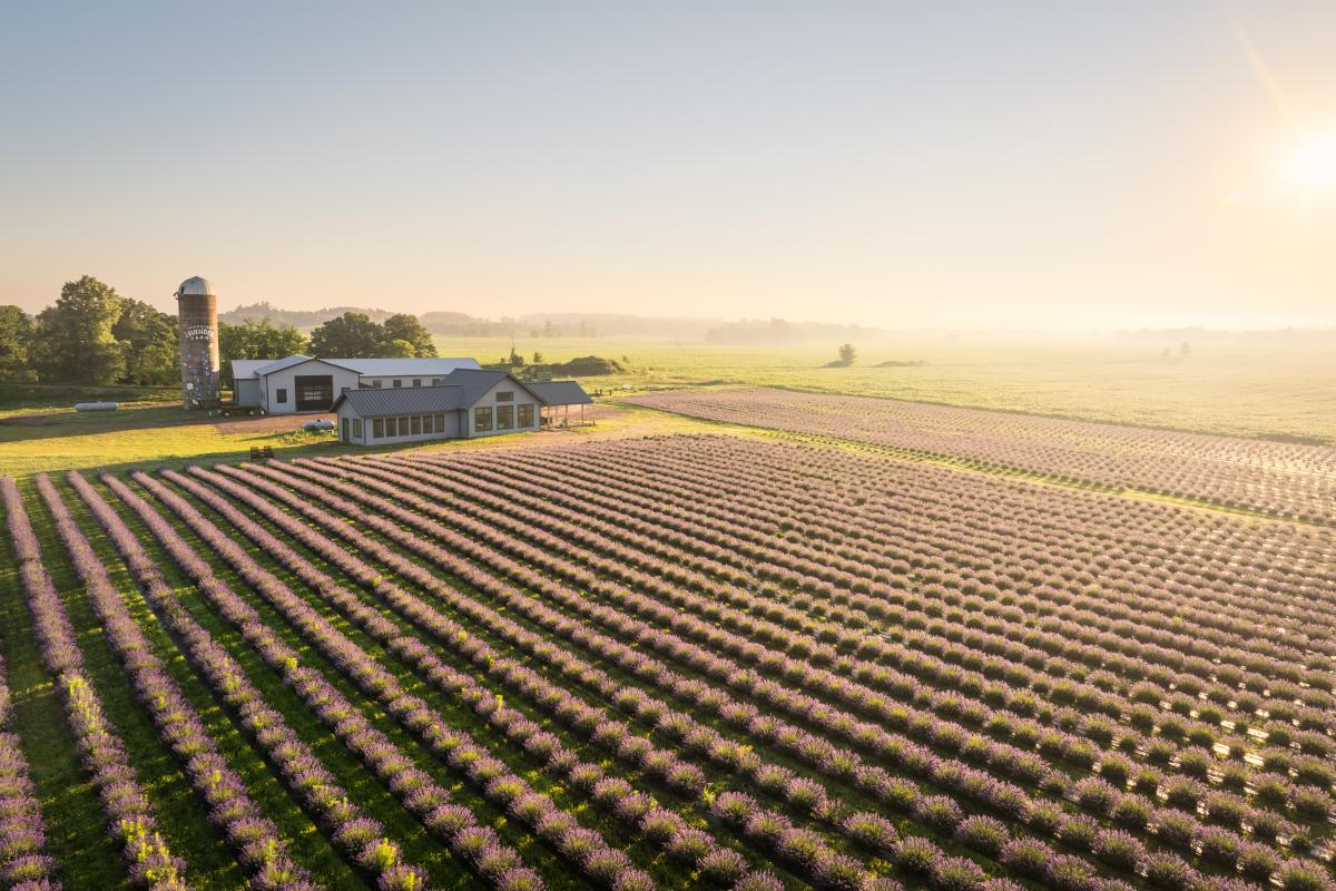 A drone shot of the lavender fields at Pondview