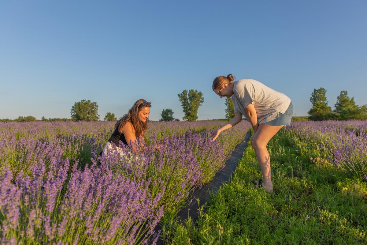 Two girls picking lavender at Pondview Farm