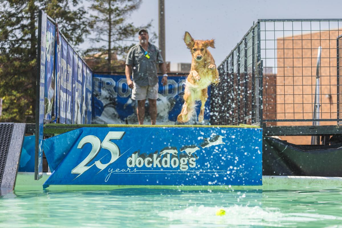 A dog jumping off a dock for a toy into a pool