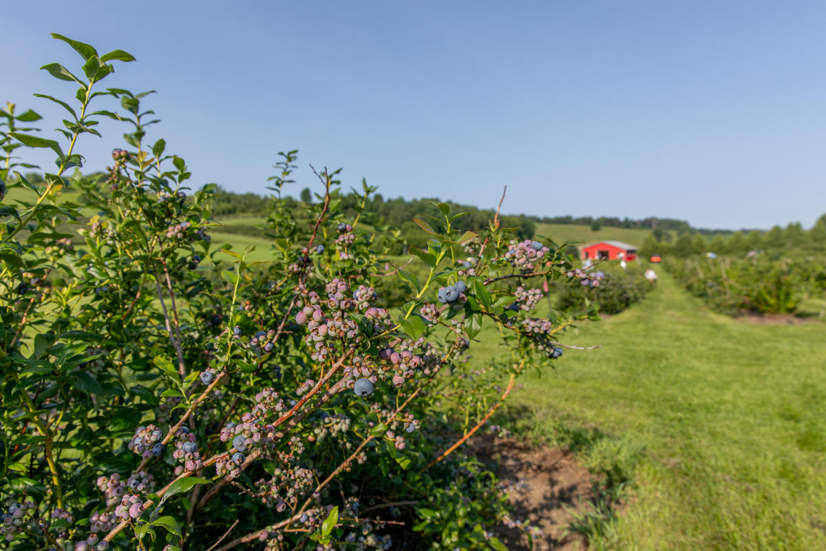 A photo of a blueberry bush at Blueberry Ridge Orchard