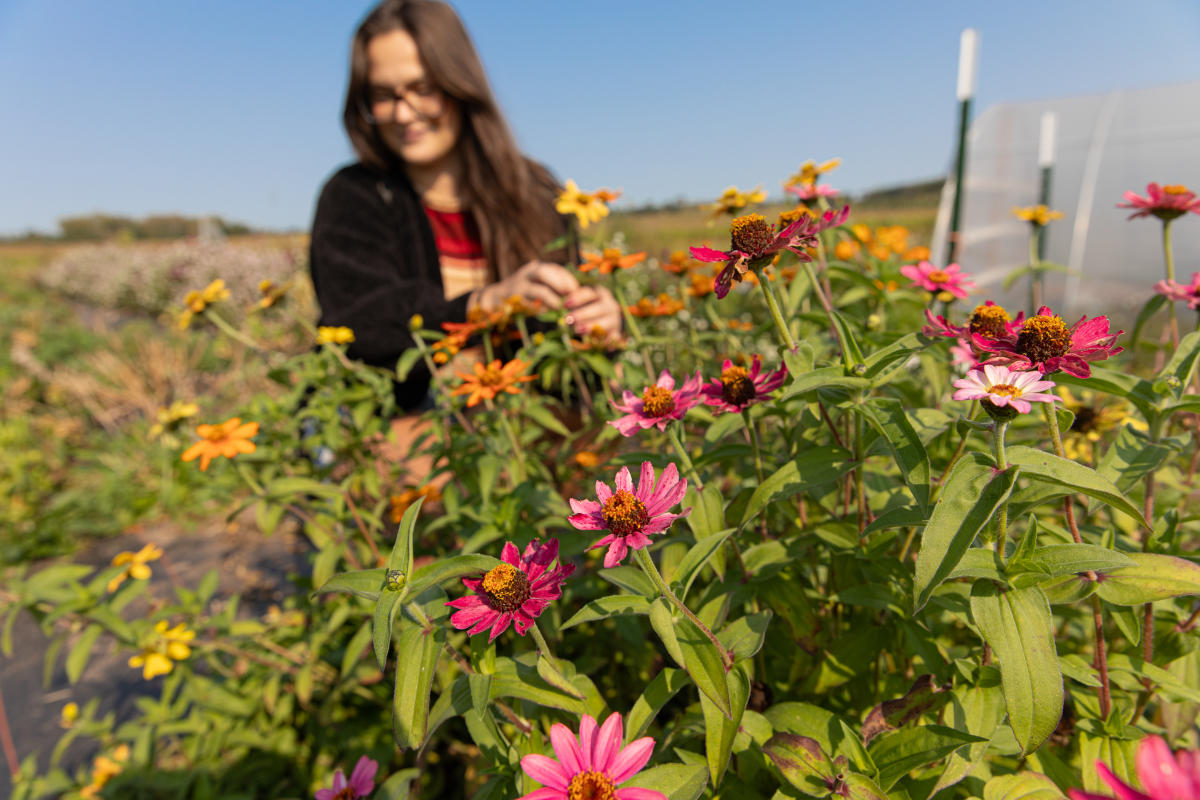 A girl picking colorful flowers at Curvue Farm
