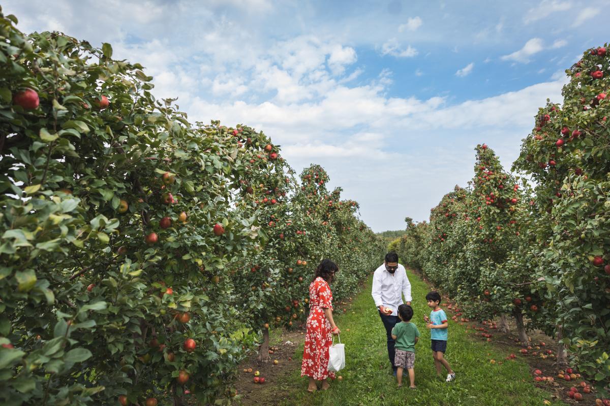 A family of four picking apples at Ferguson's Orchards