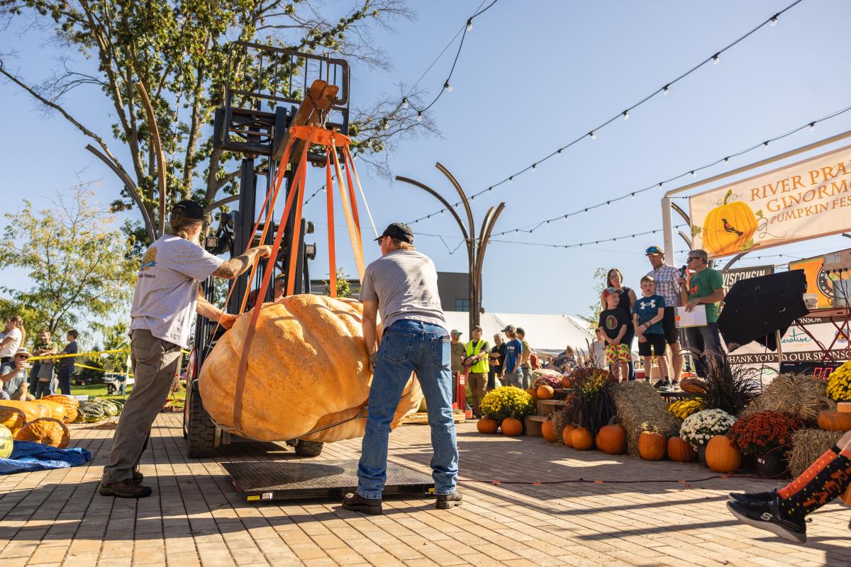 A giant pumpkin being weighed at the Ginormous Pumpkin Festival