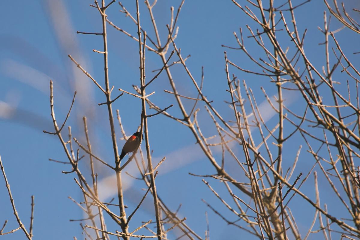 A black bird perched on a tree branch